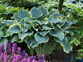 Hosta 'Arc de Triomphe'