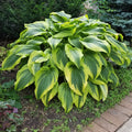 Hosta 'Aureomarginata'