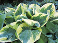 Hosta 'Band of Gold'