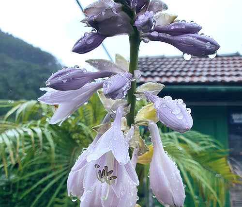 Hosta 'Beauty Substance'