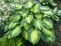 Hosta 'Beyond Glory'
