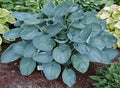 Hosta 'Big Daddy'