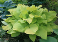 Hosta 'Blaze of Glory'