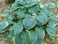 Hosta 'Blue Flame'
