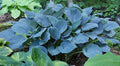 Hosta 'Blue Hawaii'
