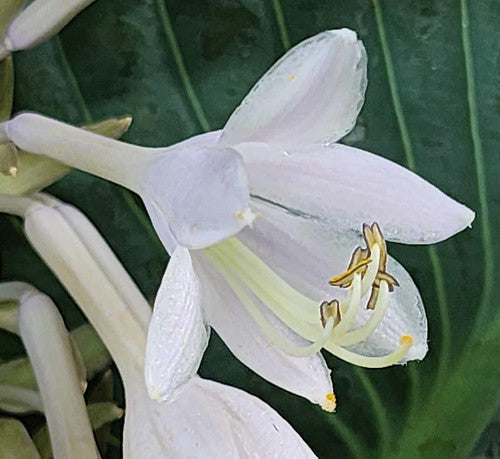 Hosta 'True Blue'