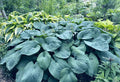 Hosta 'True Blue'