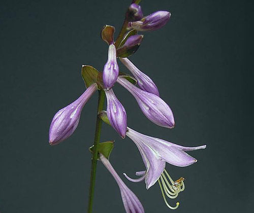 Hosta 'Bob Olson'
