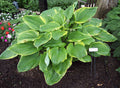 Hosta 'Bottom Line'