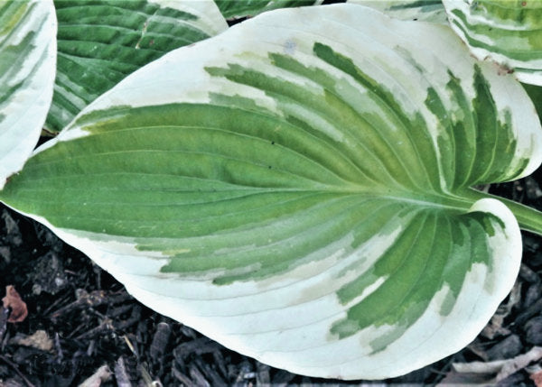 Hosta 'Breakwater'