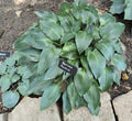 Hosta 'Brother Ronald'