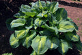 Hosta 'Brother Stefan'