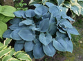 Hosta 'Camelot'