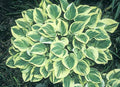 Hosta Cameo