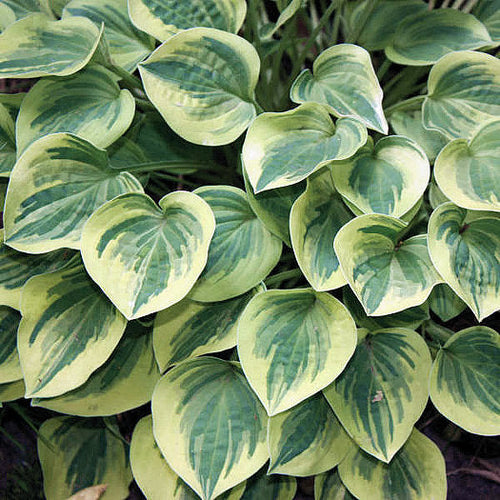 Hosta 'Cameo'