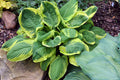 Hosta 'Carnival'