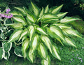 Hosta 'Cascades'