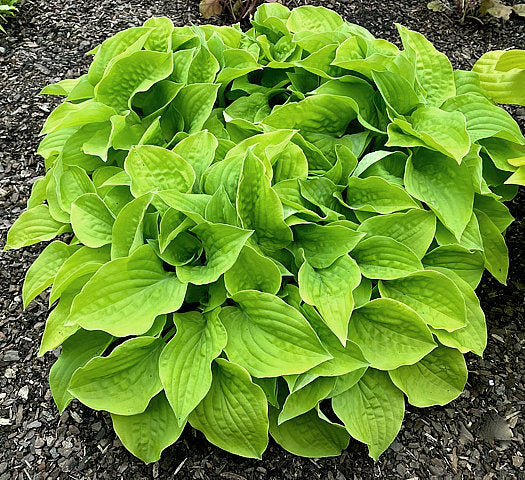 Hosta 'Cheatin Heart'