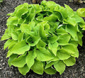Hosta 'Cheatin Heart'