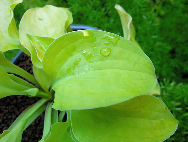 Hosta 'Cheatin Heart'