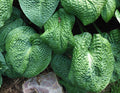 Hosta 'Clearfork River Valley'