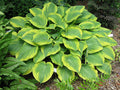 Hosta 'Climax'