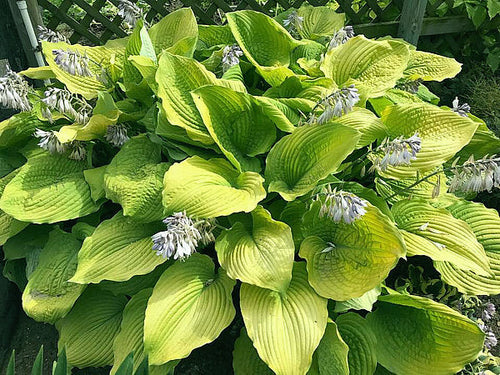 Hosta 'Coast to Coast'