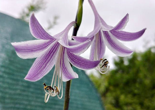 Hosta 'Curly Fries'