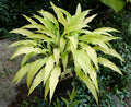 Hosta 'Curly Fries'