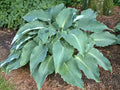 Hosta 'Cutting Edge'