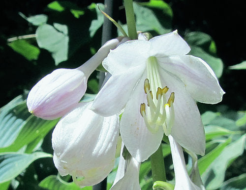 Hosta 'Dance with Me'