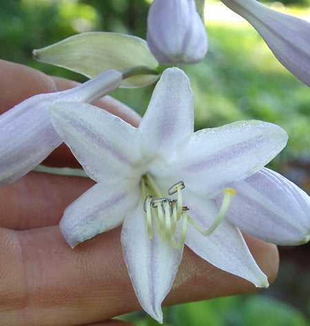 Hosta 'Dancing Queen'