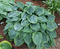 Hosta 'Dark Shadows'