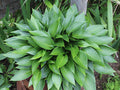 Hosta 'Devon Green'