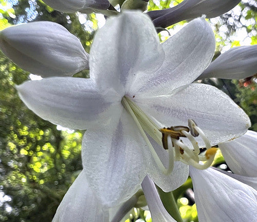Hosta 'Dick Ward'