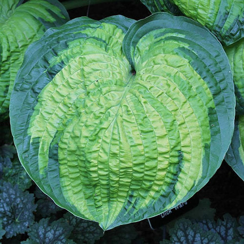 Hosta 'Dick Ward'