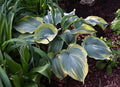 Hosta 'Earth Angel'