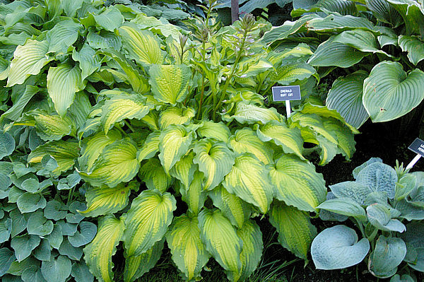 Hosta 'Emerald Ruff Cut'
