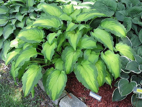 Hosta ‘Emerald Ruff Cut’