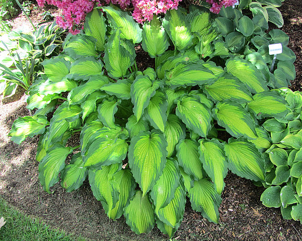 Hosta 'Emerald Ruff Cut'