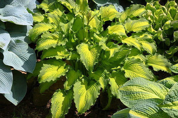 Hosta 'Emerald Ruff Cut'