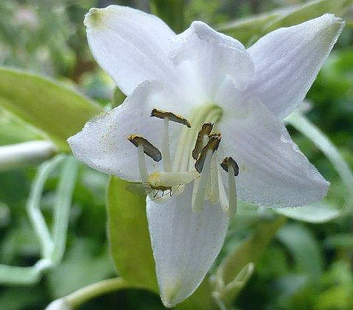 Hosta 'Emerald Ruff Cut'