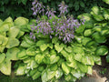 Hosta 'Emerald Tiara'
