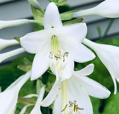 Hosta 'Empress Wu'