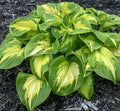 Hosta 'Etched Glass'