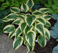 Hosta 'Fantabulous'