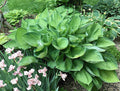 Hosta 'Final Summation'