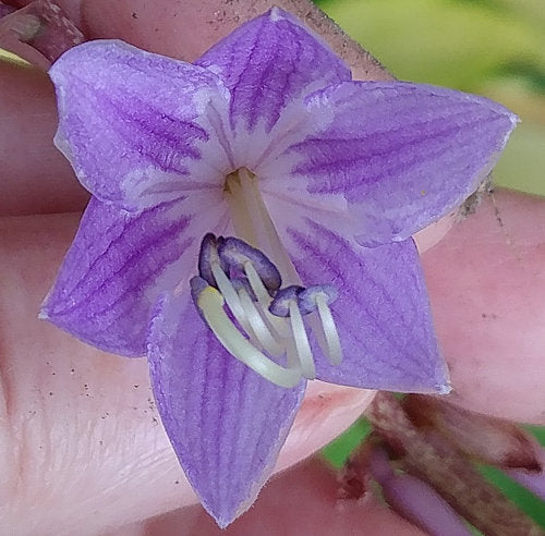 Hosta 'Fire Island'