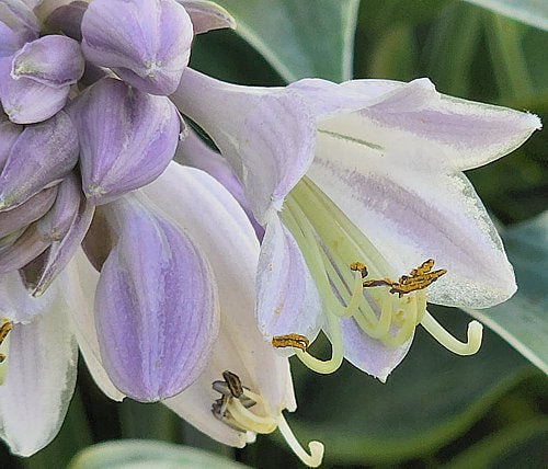 Hosta 'First Frost'