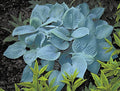 Hosta 'Fragrant Blue'